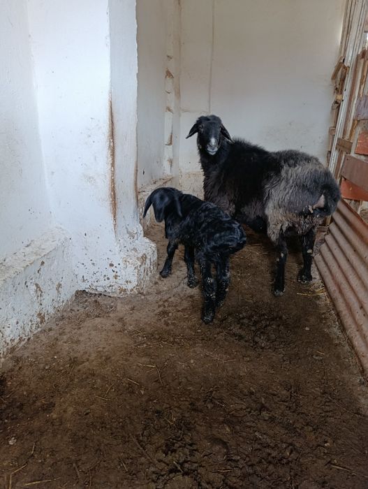 Куйлар узимизники