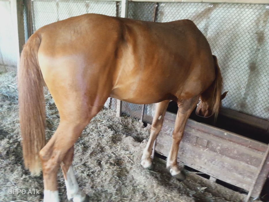 Жеребец по кличке Гулсары