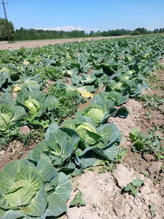 Karamlar sotiladi narxi kelishilgan narxlarda