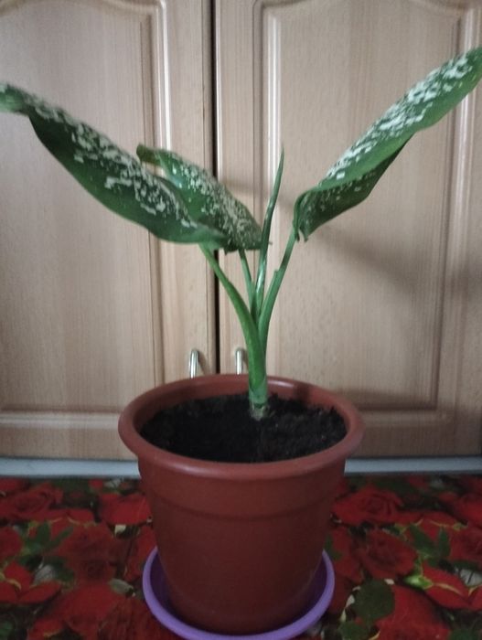 Продам Цветок Дифенбахию!