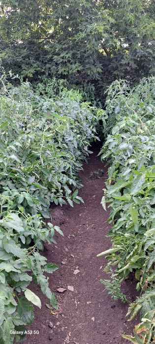 Продам частный дом 6 комнатный
