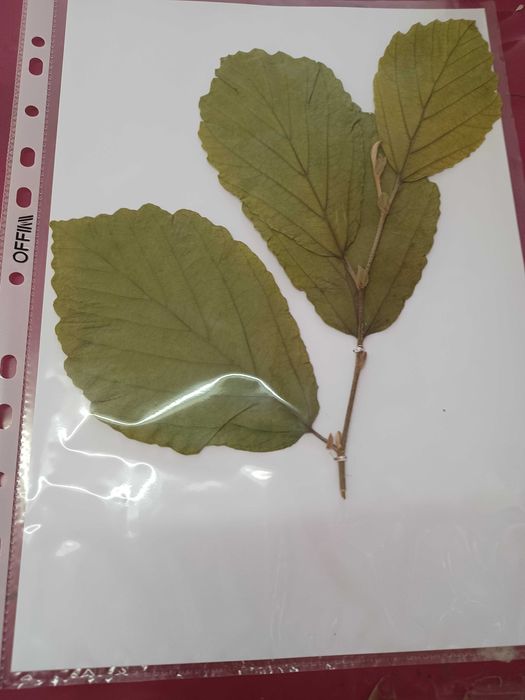 Хербарии (за  ученици и студенти)