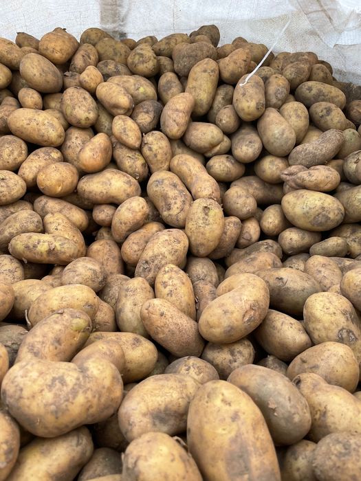 Cartofi consum si samânta
