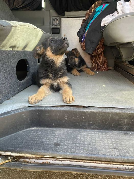 В продаже щенята Немецкой Овчарки