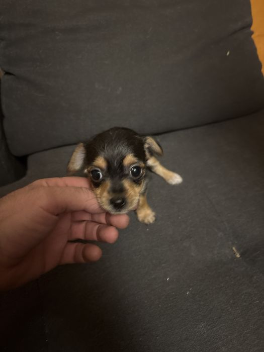 Кръстоска между мини йорки и пинчерчихуа