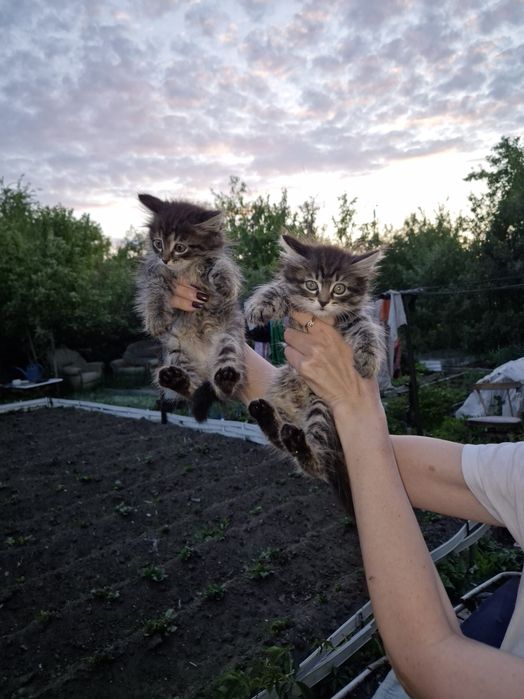 Продам котят помесь курильский бобтейл