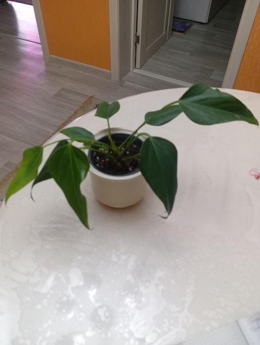 Продам антуриум.