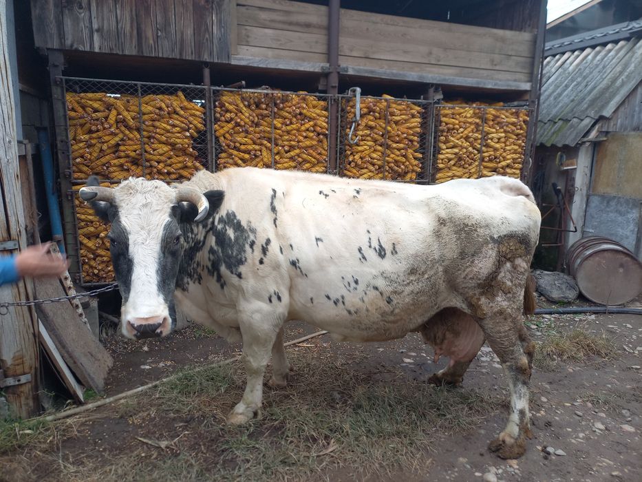 Vaca metis Blue Belgian