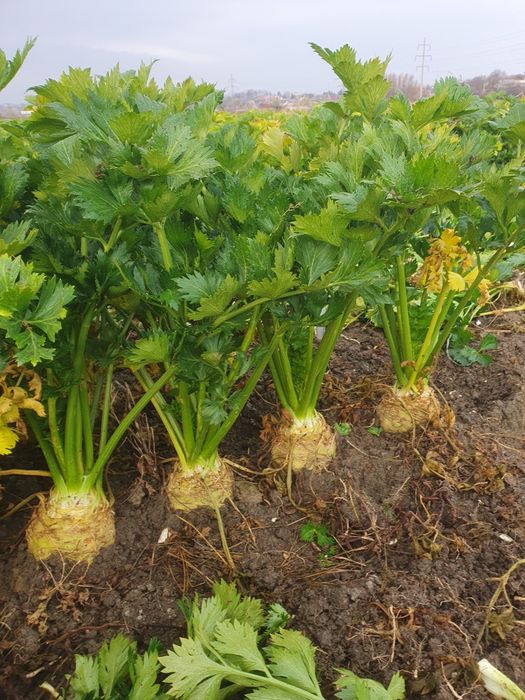 Țelină de vânzare