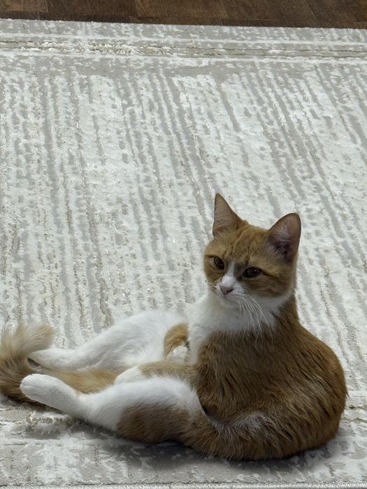 Отдам даром кошку