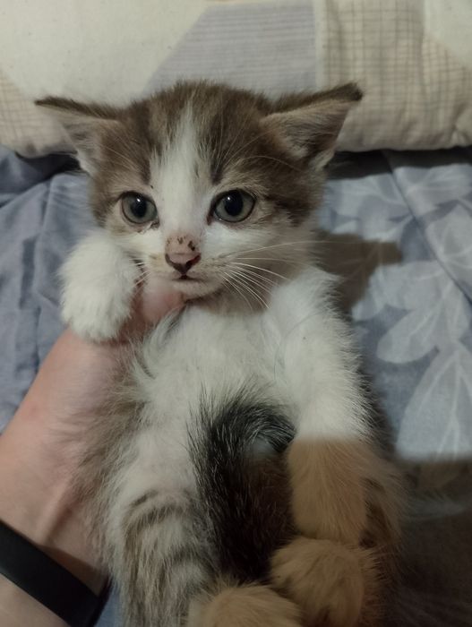 Отдаю котят в хорошие руки