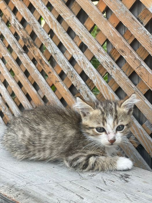 Котята красивые.