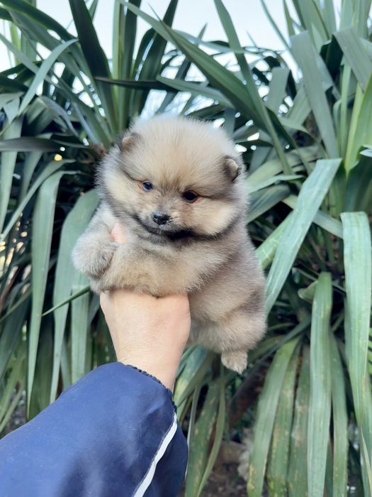 Померан мини момче. Померанче