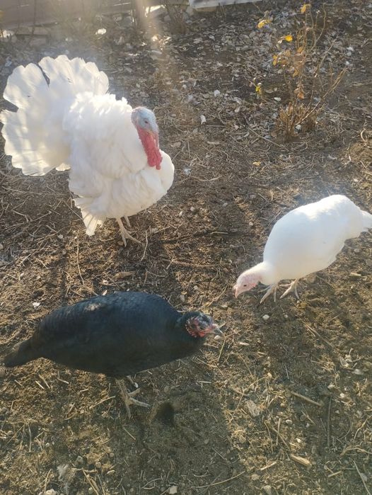 Продаются индюки