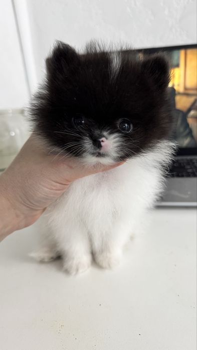 Шпиц кобель вязка