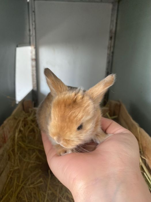 Корм для кроликов