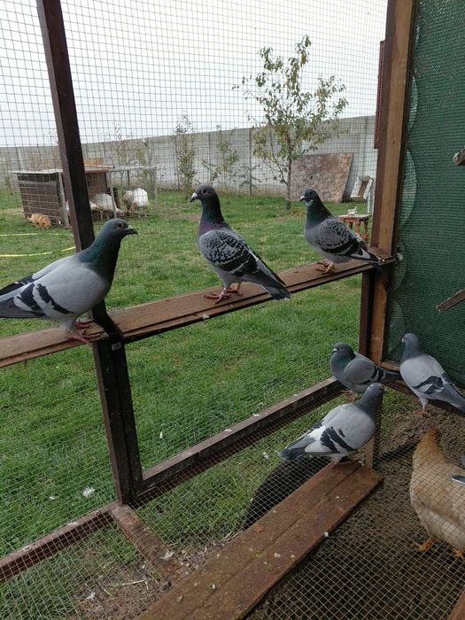 Vând porumbei-desființare crescatorie