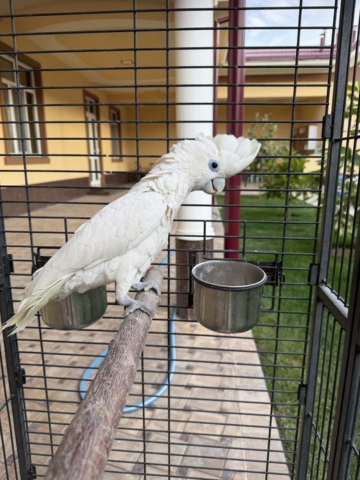 Саламонский Какаду сотилади ручной гапиришни бошлавоти кашада бокилган