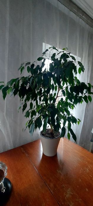 Фикус Бенджамина