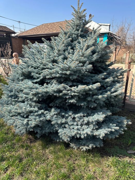 Ели голубые, сизые, елки и др.