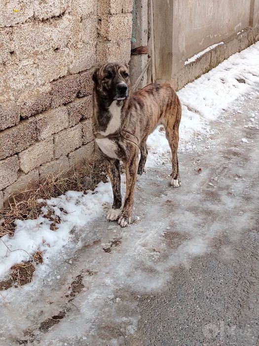 1.5 yosh zoti volkadav narxini telda gaplashamz
pulini telda kelishamz