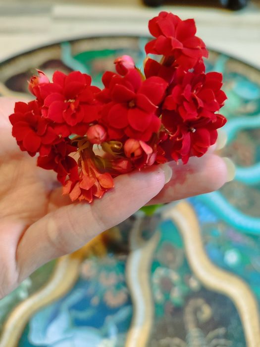 Продам каланхоэ красное