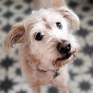 Разходки на кучета и посещения в домовете