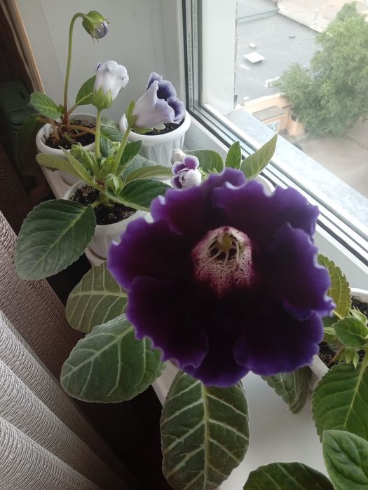 Продам глоксинии