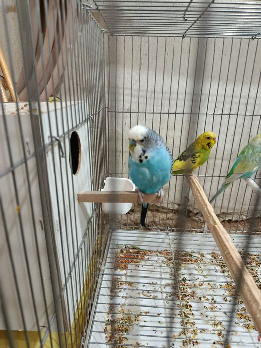 Волнистый Попугайчик