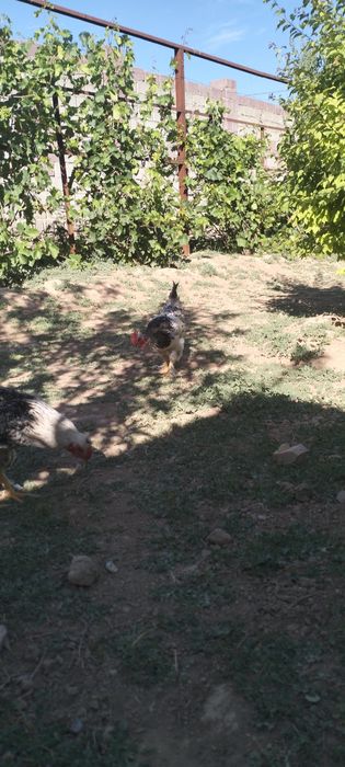 Сату қораз қолдың