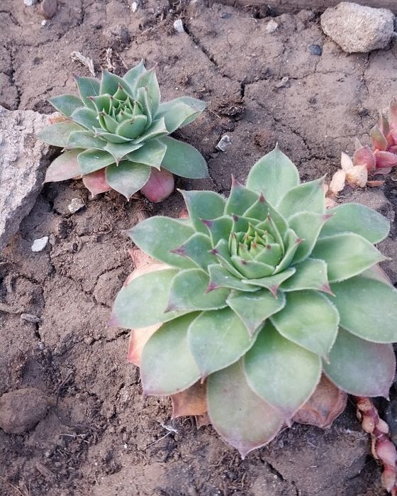 Продам растения для сада