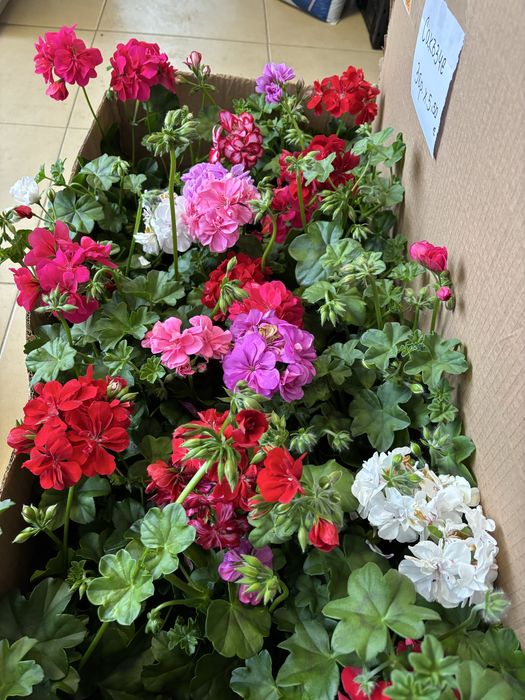 Мушкато, сакъзчета, маргаритки