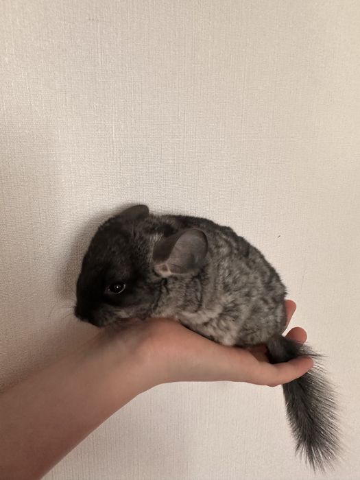 Шиншиллы 2 месяца.