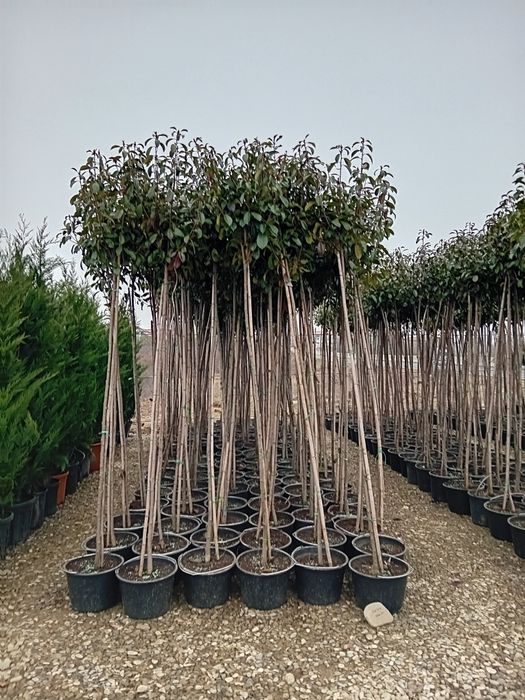 Photinia Red Robin tuia