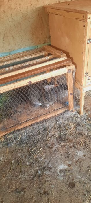 Продам крол фландр