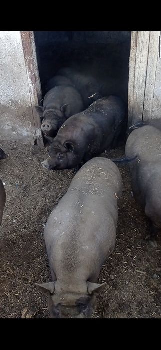 Продам свиней 8 голов.
