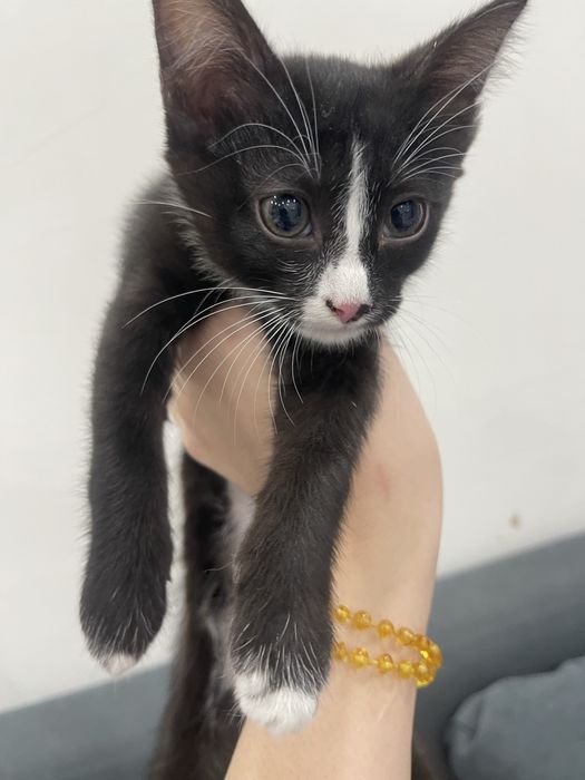 Дарю красивых котят