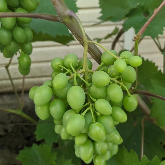 Виноградные саженцы