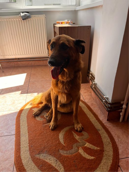 ofer servici de pet sitting
