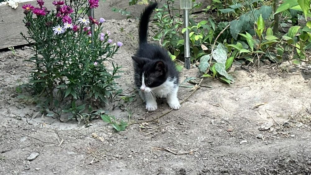 Котёнок от мамы крысыловки
