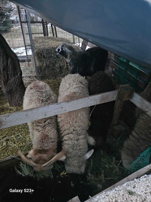 Продам баранов на Наурыз