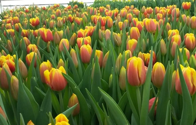 Тюльпаны на 14 февраля