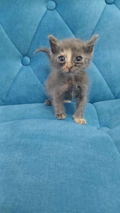 Отдаём котят бесплатно в хорошие руки