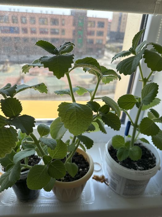 Продам комнатные цветы