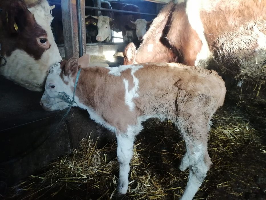 Vând 2 tăurași și 2 vițele