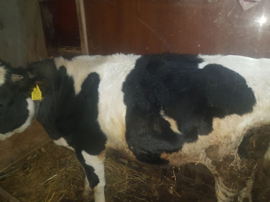 De vînzare. Pogoanele