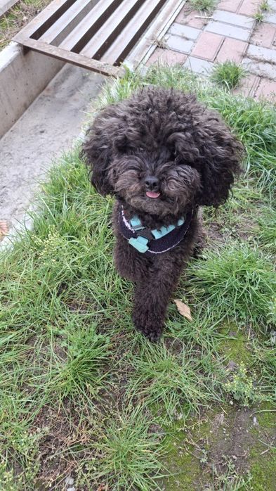 Чёрный принц ищет свою принцессу