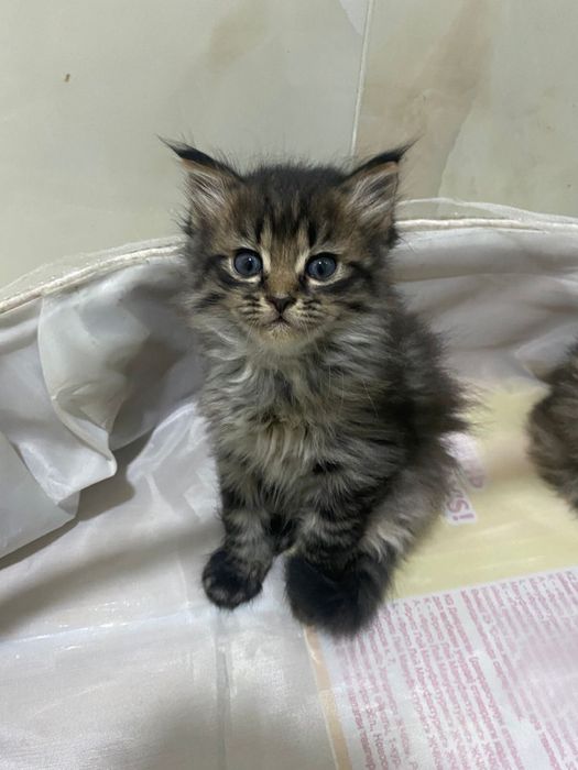 Отдам котенка в хорошие руки