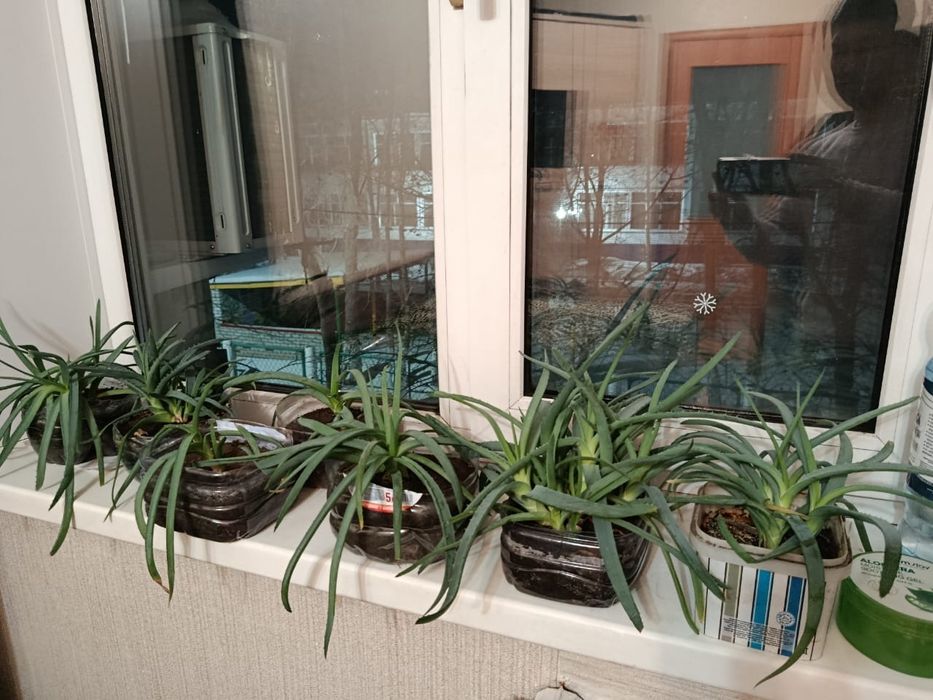 Аллое народное лечебное