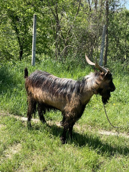 Țap Alpin Francez varsta 2 ani de zile